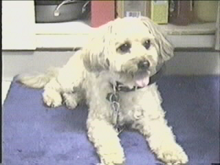 052799_01.JPG (28093 bytes)