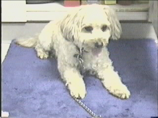 052799_01.JPG (28093 bytes)